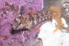 Chalaroderma ocellata