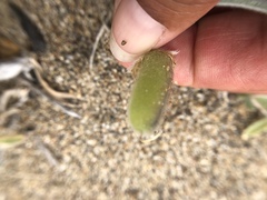 Lupinus tidestromii