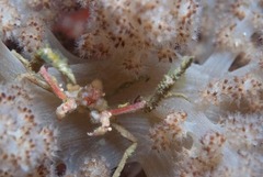 Achaeopsis spinulosa