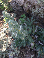 Oreocarya flavoculata