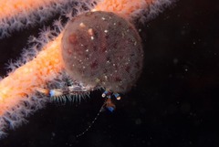 Alcyonidium nodosum