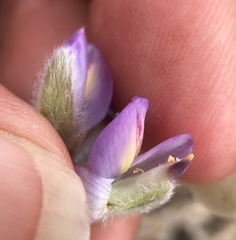 Lupinus tidestromii
