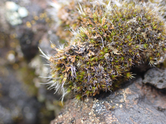 Coscinodon calyptratus