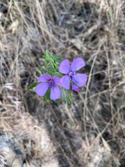Clarkia dudleyana