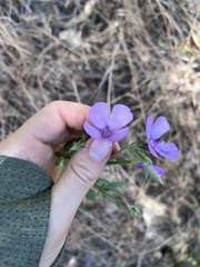 Clarkia dudleyana