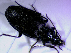 Agonum placidum