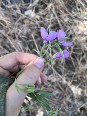 Clarkia dudleyana