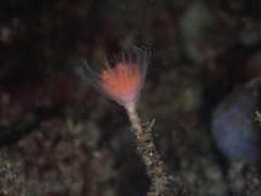 Ectopleura marina