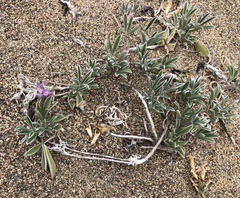 Lupinus tidestromii