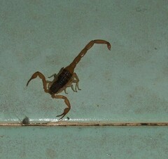 Centruroides limpidus