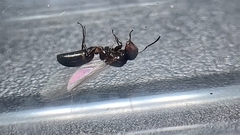 Colobopsis mississippiensis
