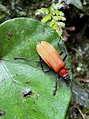 Chauliognathus faustus