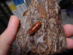 Parcoblatta notha