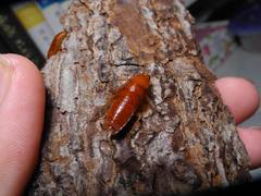 Parcoblatta notha