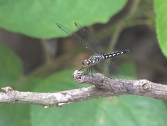 Raphismia bispina