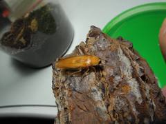 Parcoblatta notha