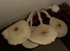 Leucocoprinus cepistipes