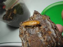 Parcoblatta notha