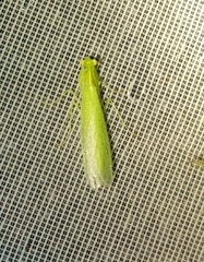 Eomantis