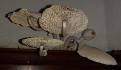 Leucocoprinus cepistipes