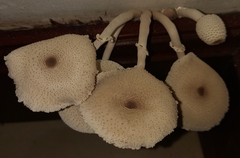 Leucocoprinus cepistipes