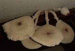 Leucocoprinus cepistipes