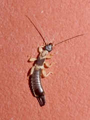Pygidicranidae