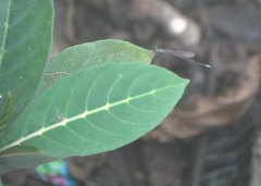 Teinobasis samaritis