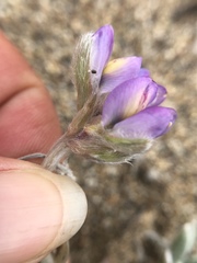 Lupinus tidestromii