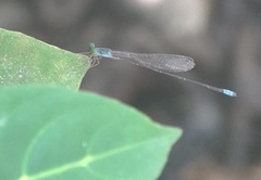 Teinobasis samaritis
