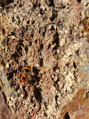 Dasymutilla munifica