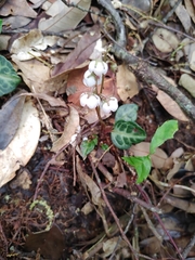 Pyrola alboreticulata