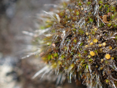 Coscinodon calyptratus
