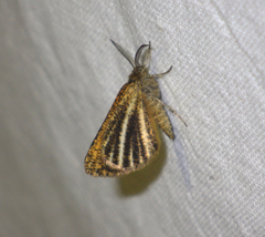 Isturgia limbaria