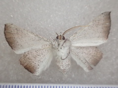 Oenochroma subustaria