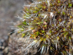 Coscinodon calyptratus