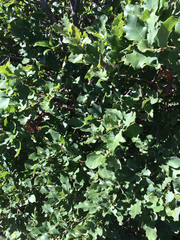 Quercus × undulata