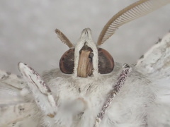 Oenochroma subustaria