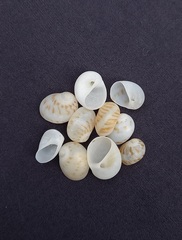 Eunaticina umbilicata