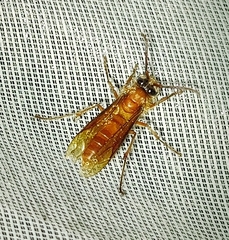 Provespa barthelemyi