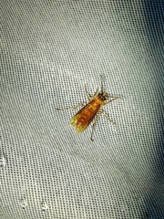 Provespa barthelemyi