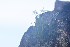 Brassavola nodosa
