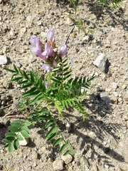 Astragalus alpinus
