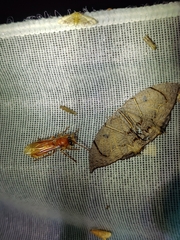 Provespa barthelemyi