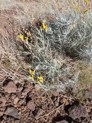 Senecio flaccidus flaccidus