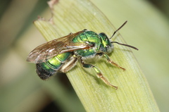 Augochloropsis humeralis