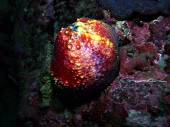Pseudocolochirus
