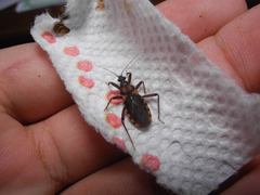 Homalocoris erythrogaster