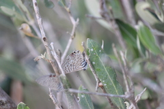 Leptotes pirithous