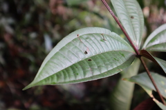 Miconia longifolia